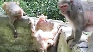 Monkey mothers find it difficult to drink water while carrying a baby