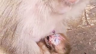 poor monkey mother doesn't know her child already