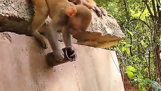 smart baby monkey how to drink