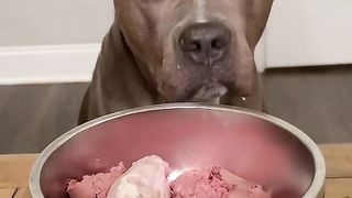My dogs favorite foods