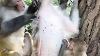 The Beauty Of Togetherness Looking For Fleas