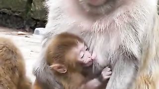 the monkey mother pulled her child's hand by force