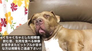 【閲覧注意ASMR】骨つき肉を豪快に噛み砕く咀嚼音がクセになる