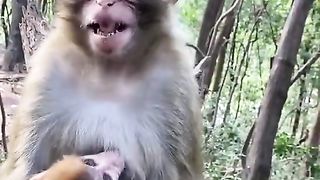Why is the mother monkey suckling her mouth_