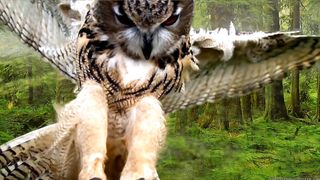 The owl
