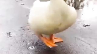 Cute animal 11