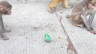 frog toy monkey