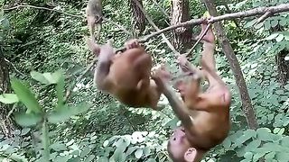 cute little monkey hanging on a tree branch