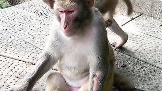 baby monkey looking for mother's fleas