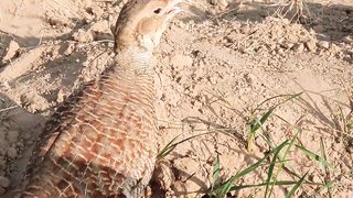 cute francolin bird sounds