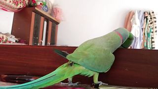 indian Ringneck parrot bird talking