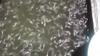 Beri pelet PF500 untuk bibit lele ukuran 2-3cm jangan lupa Bibis probiotik