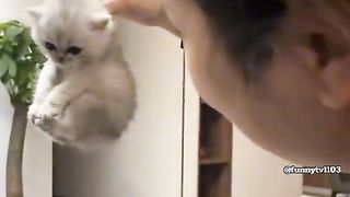 The cute little kitten moment
