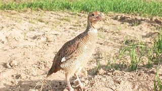 partridge bird sound,Titer awaz