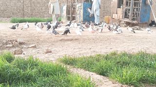 beautiful pigeon,khobsorat kaboot,pigeon feeding