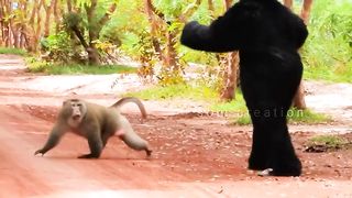 fake gorilla attacking prank video -- funny monkey -- wild life