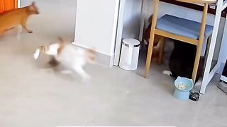 Oyen Provokator hahahha