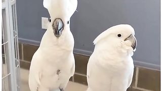 Funny Parrot Viral Video 7