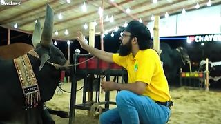 Very very big bull