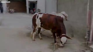 Very very big bull hdju pakistani