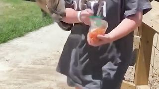 laugh tracks at the zoo