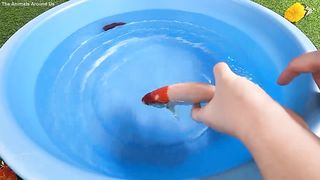 Betta Koi Pleco Snail Carp Fish Goldfish