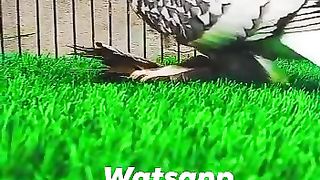 Pigeon for sale in Pakistan 10