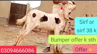 Biggest goats for sale in Pakistan and Bangladesh