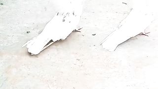 Pigeon for sale in Pakistan and Bangladesh for