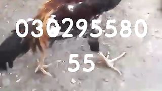 Aseel Cock rooster breeder murga for the sale in Pakistan and Bangladesh