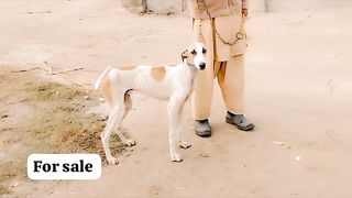 Dangerous dog fighters dogs for sale