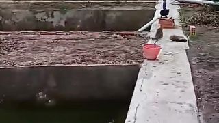 Isi air kolam terpal dengan air dari kolam tanah❗Boleh atau tidak❓