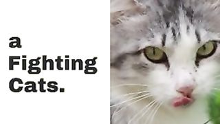 FIGHTING CAT