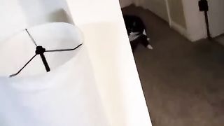 funny animal videos 8