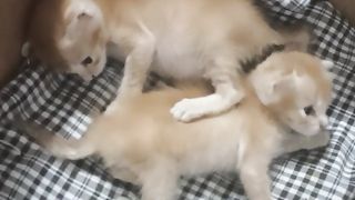 funny little cat