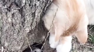 Kang Tukus bingung  mau keluar kandang si oyen udah tungguin hahahahah