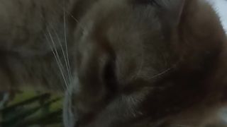 lazy cat in the etalase