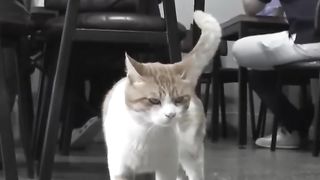 Kucing Liar Masuk Ke Restoran Yang Sama Hanya Untuk Tidur