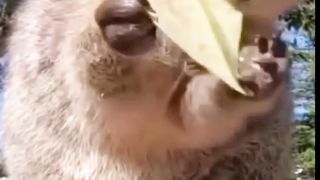 Cute Animal Waw.... Nice