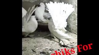 Pigeon for sale in Pakistan 11