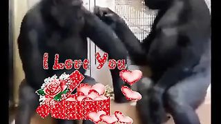 Funny Monkey Nice me