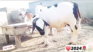 Bull for sale in Pakistan