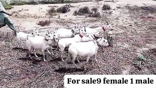 Taddy goats for sale in Pakistan 2