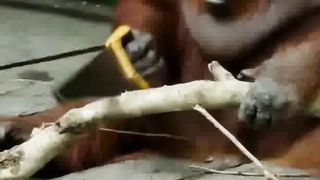 Funny Orang Utan