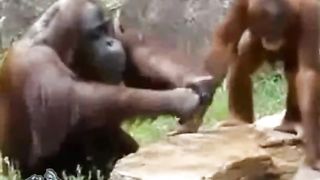 Vry  Cute Monkey good