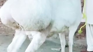 Turkey sheep for sale in Pakistan