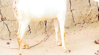 Female goats for sale in Pakistan 2