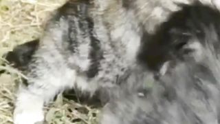 cute Cat again fight