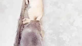 Funny Rat Viral Video 2