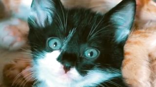 LITTLE Kitten cutte funny